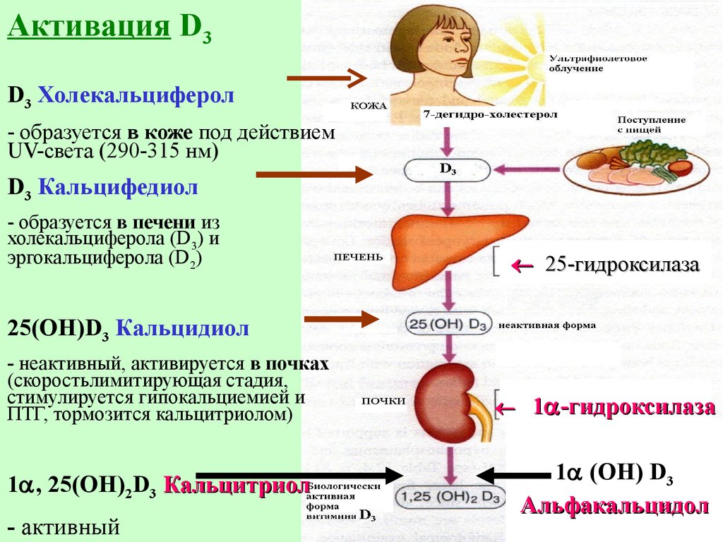 Вырабатывается ли витамин