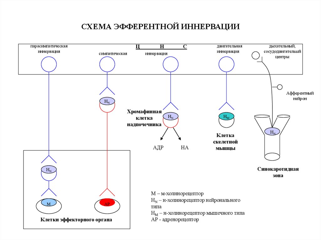 Схема эфферентной иннервации