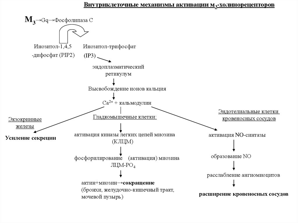 Механизм активации. М1 холинорецепторы механизм сопряжения. Механизм сопряжения м3 холинорецепторов. М2 холинорецепторы механизм активации. Механизм активации н холинорецепторов.