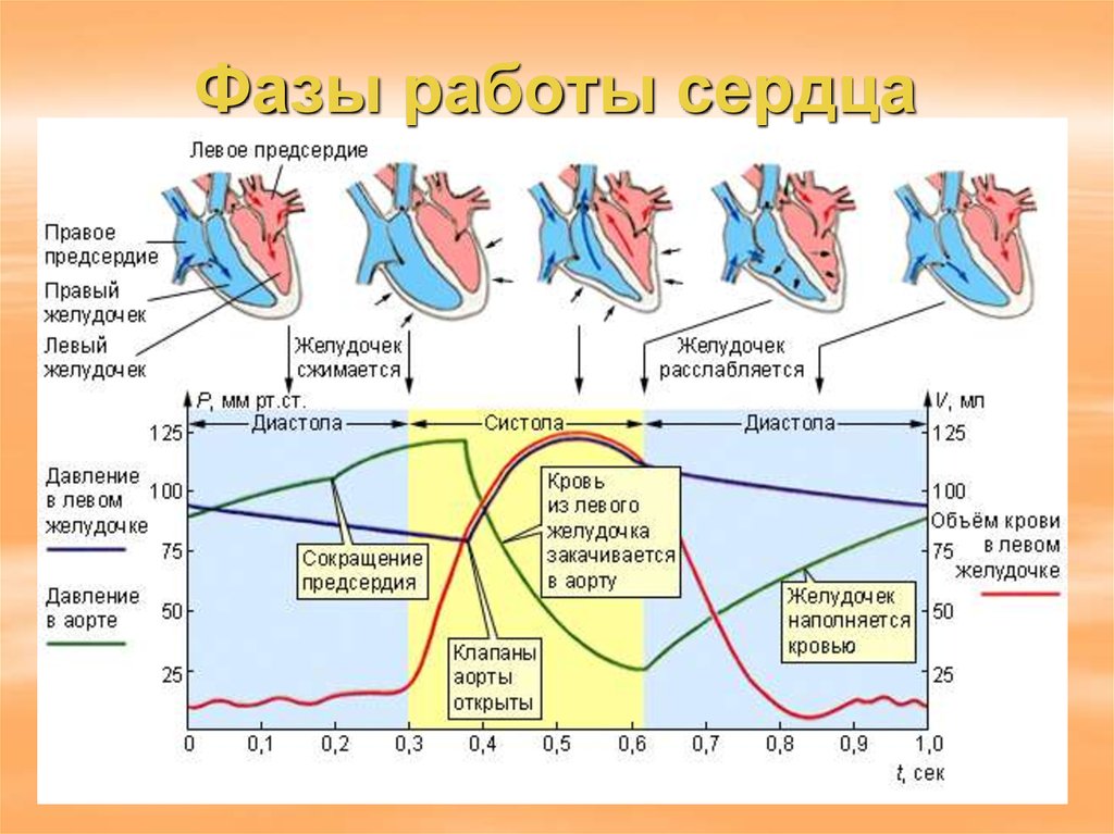 Работа сердца схема систола и диастола