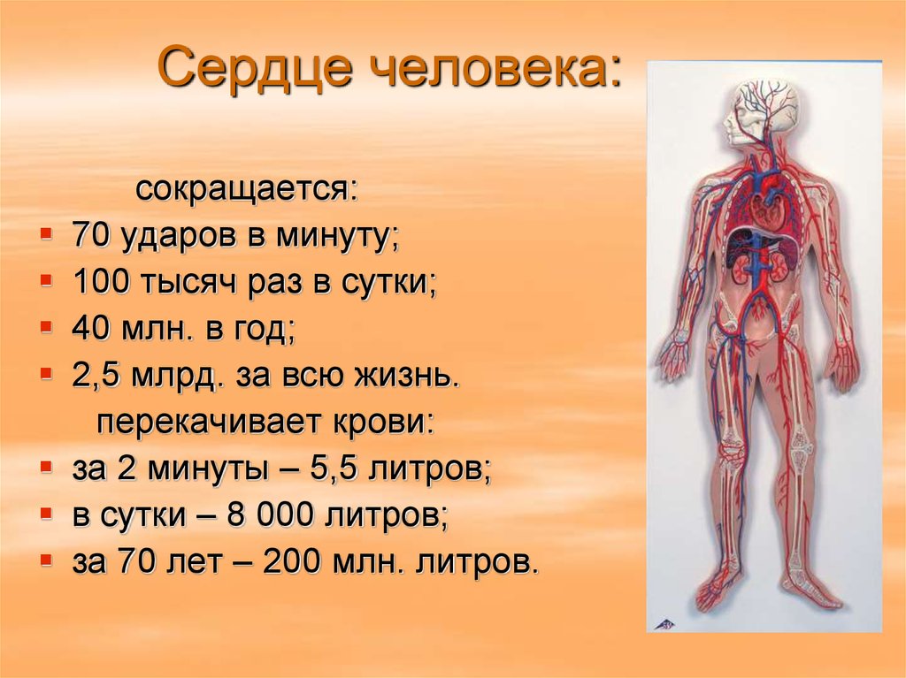 Проект сердце человека