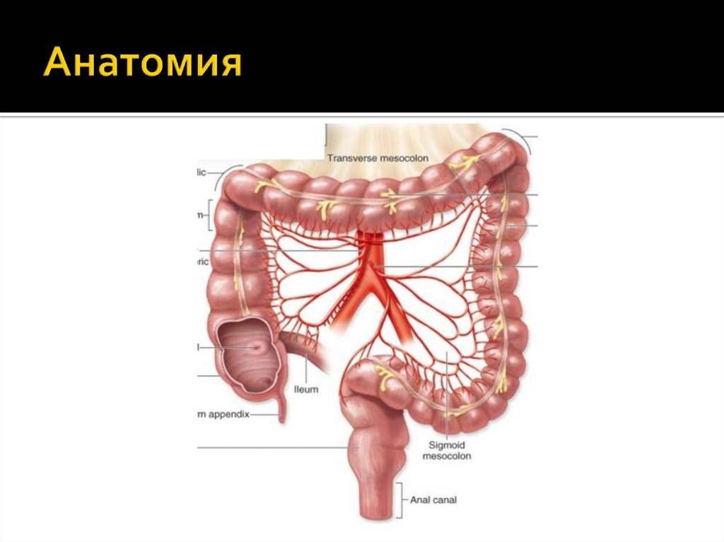 Толстая кишка где находится. Отделы толстой кишки анатомия. Отделы Толстого кишечника анатомия. Дистальный отдел Толстого кишечника. Ректосигмоидный отдел толстой кишки.