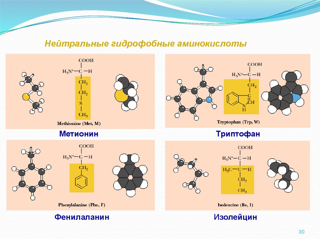 Главные аминокислоты. Алифатические гидрофобные аминокислоты. Неполярные гидрофобные аминокислоты. Гидрофильные и гидрофобные радикалы аминокислот. Ароматическая неполярная аминокислота.