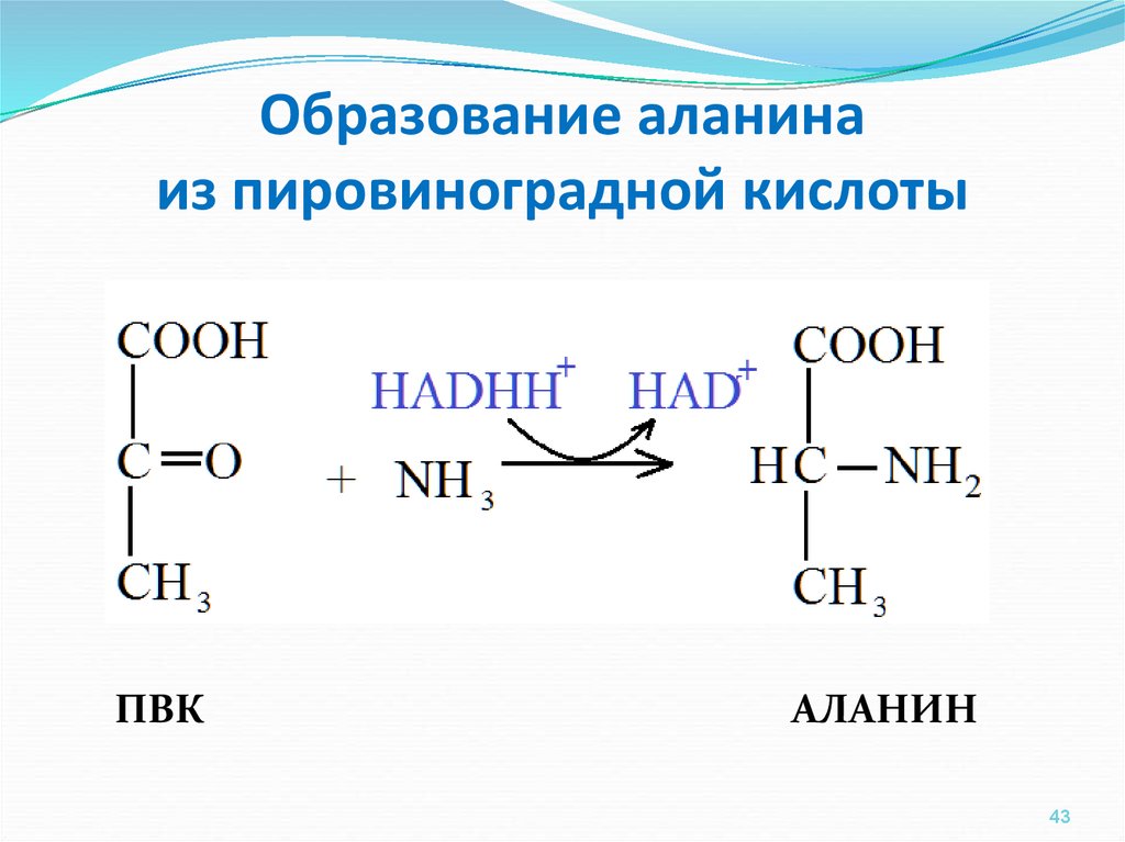 Синтез пировиноградной кислоты. Синтез ПВК из аланина. Образование ПВК из аминокислот. Аланин из пировиноградной кислоты. Синтез ПВК из аминокислот.