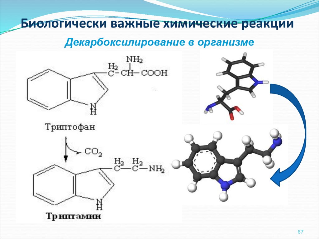 Химические процессы в организме человека. Биологически важные реакции триптофана в организме. Биологически важная реакция декарбоксилирования. Декарбоксилирование триптофана реакция. Химические реакции в организме человека.