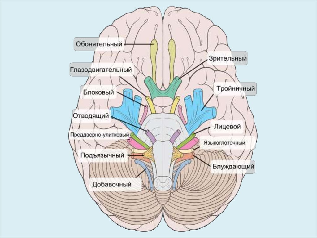 3 4 6 черепные нервы. Черепно мозговые нервы схема. Черепные нервы анатомия. Места выхода черепных нервов. Черепно мозговые нервы и их названия.