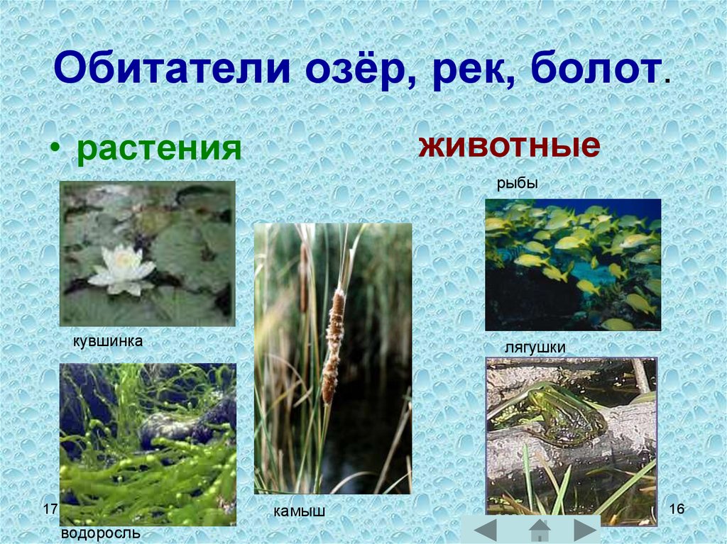 Растения обитающие на болоте. Обитатели озера. Растения водоемов. Пресноводные обитатели. Растительный мир водоемов.