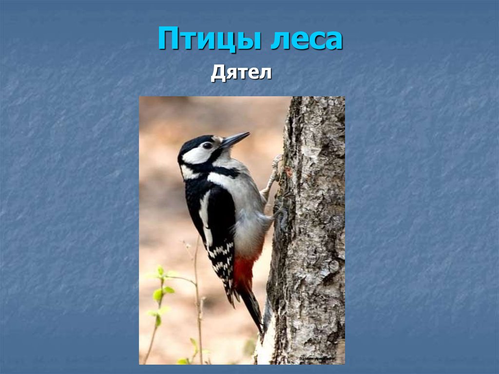 Значение дятла в природе. Птицы леса. Дятел. Птицы леса дятел. Дятел Лесной.