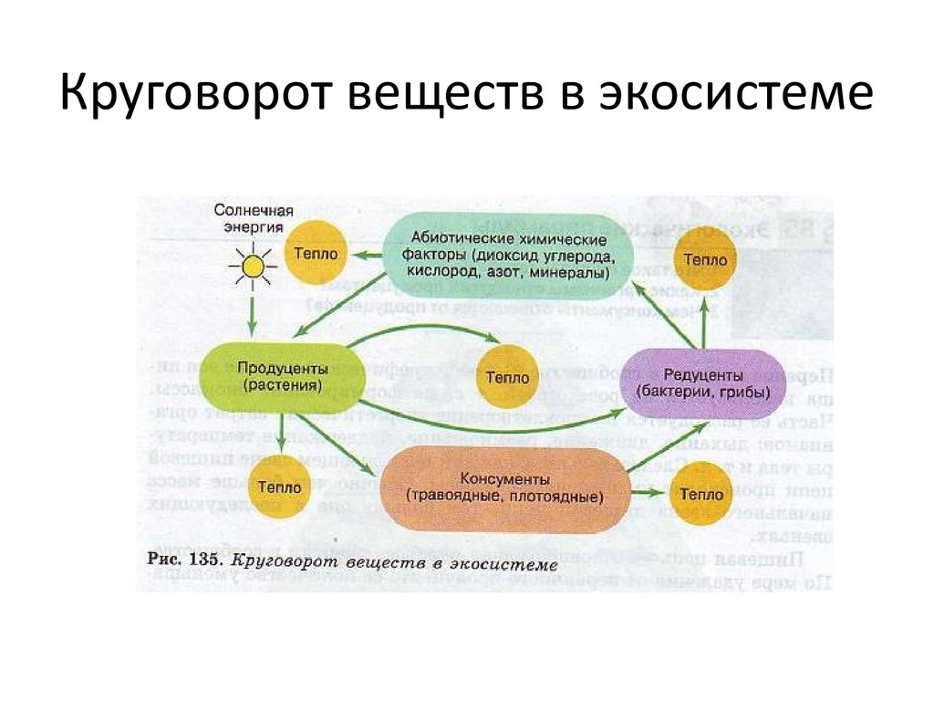 Какое преобразование энергии осуществляется в солнечных. Круговорот веществ в экосистеме. Биологический круговорот веществ в экосистемах. Круговорот веществ в превращение экосистемы. Круговорот веществ и превращение энергии в экосистеме.