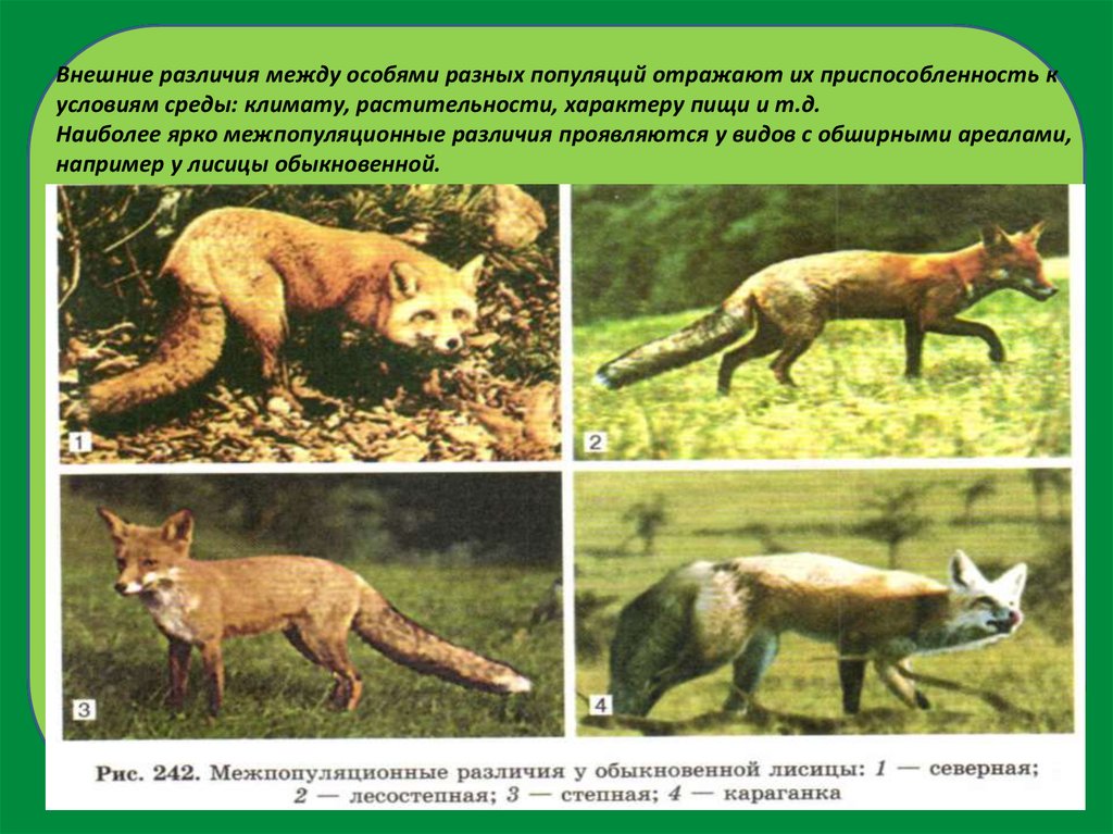 Разные популяции. Разные особи в популяции. Популяция и вид различия. Примеры популяций разных видов. Примеры популяций в биологии.