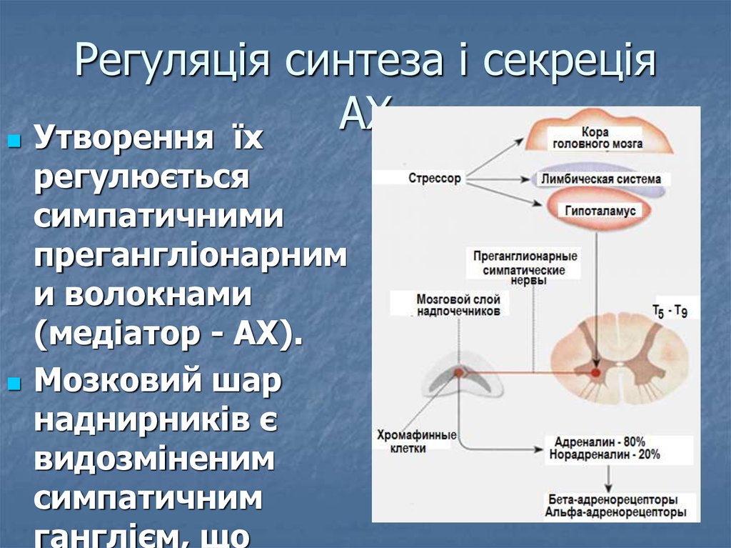 Схема регуляции синтеза и секреции кортизола