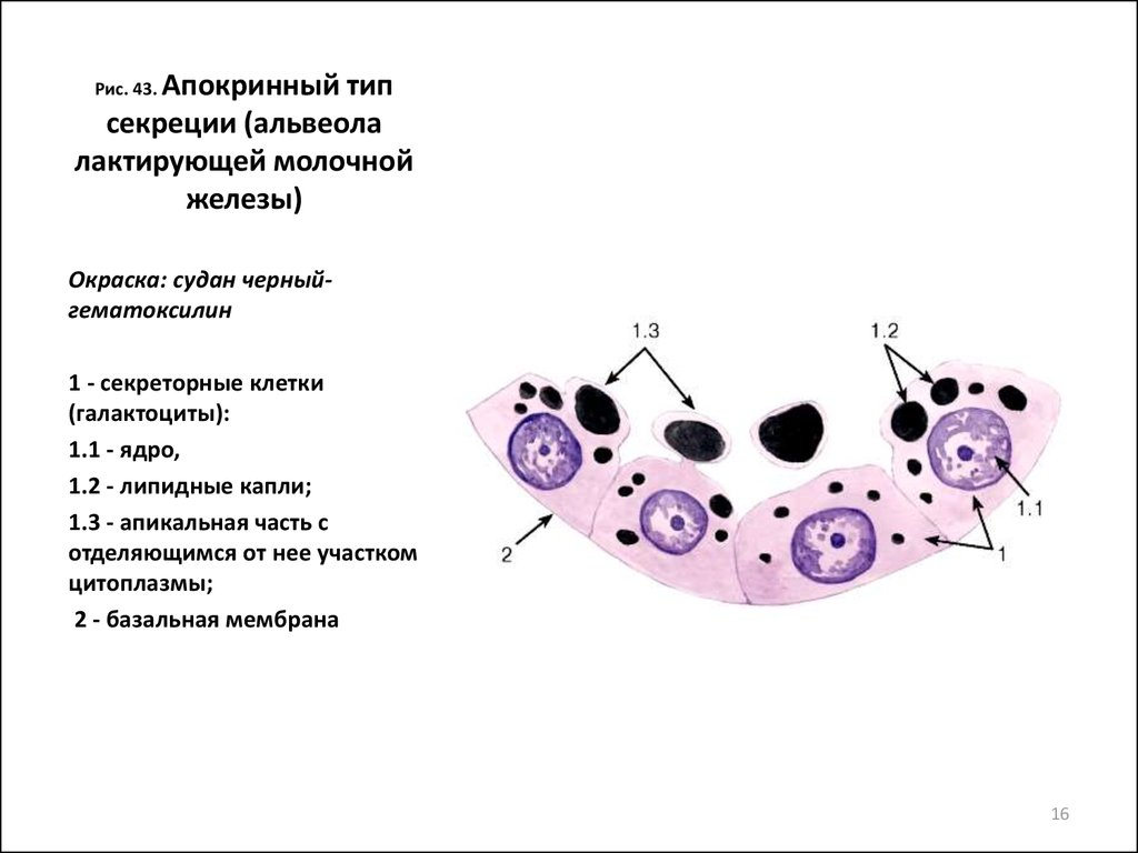 Группы железистых клеток. Тип секреции молочной железы апокриновый. Тип секреции молочной железы гистология. Железистый эпителий апокриновая секреция. Железы секреторного типа гистология.