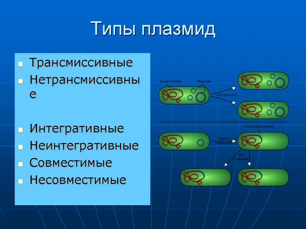 Плазмиды. Трансмиссивные и нетрансмиссивные плазмиды. Интегративные плазмиды. Трансмиссивный плазмид. Типы плазмид.