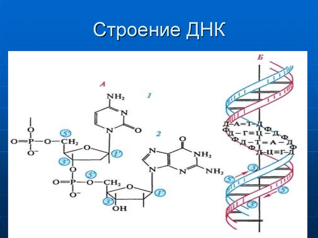 Общий план строения днк