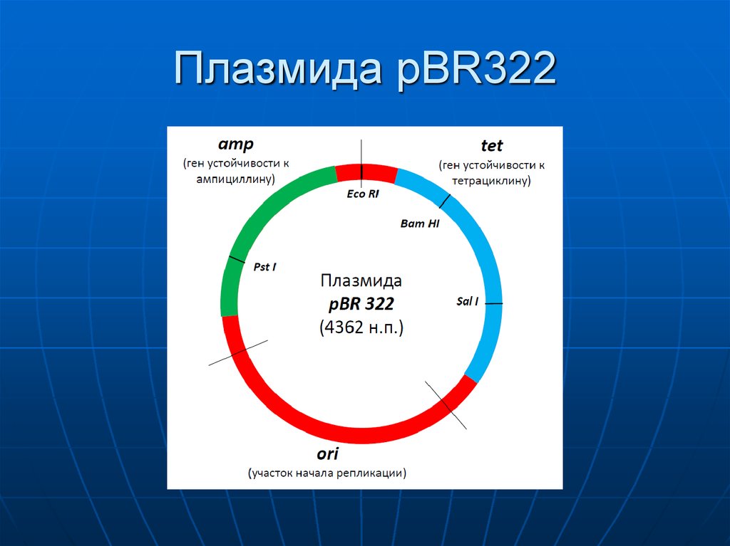 Наличие плазмид