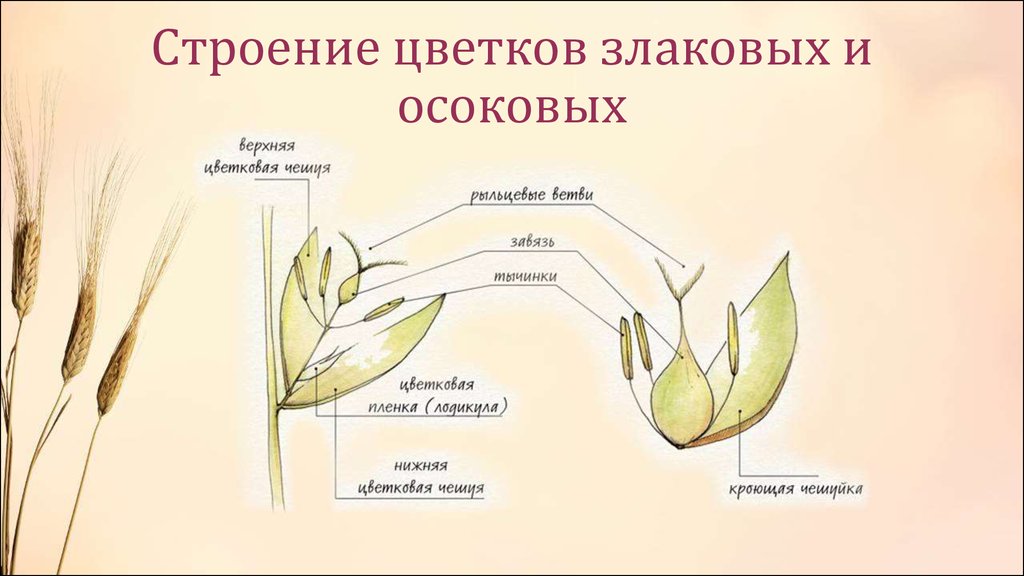 Рисунок цветка злаковых