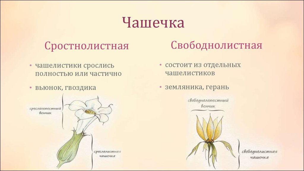 Гвоздика околоцветник