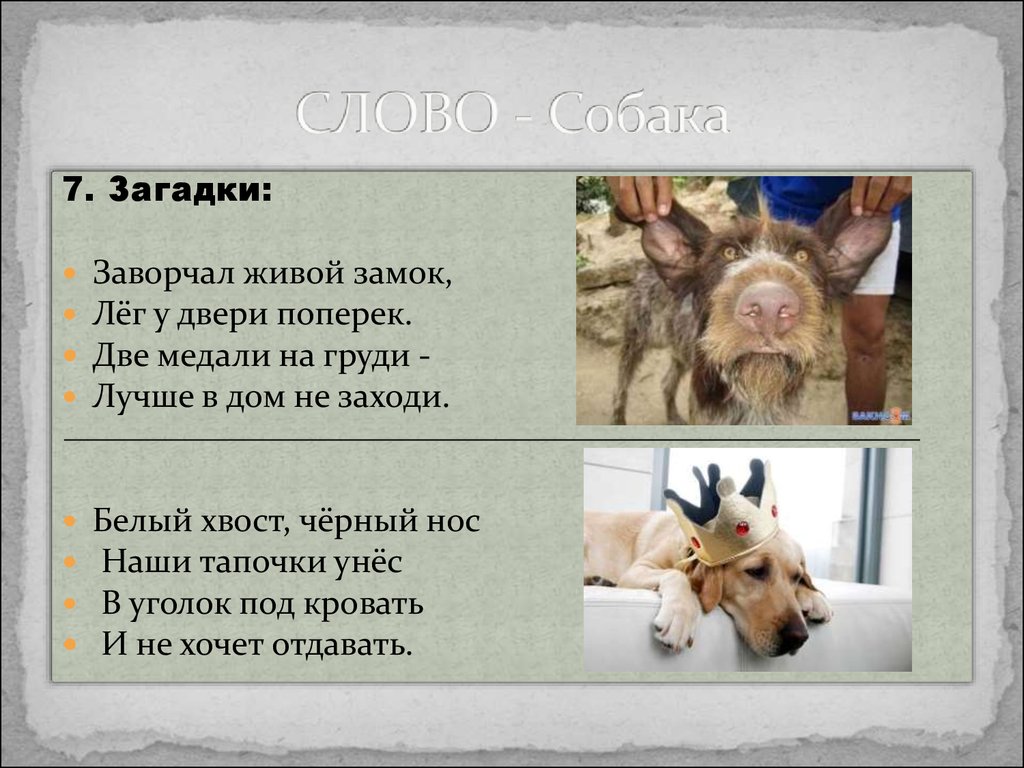 Dogs текст. Загадка про собаку. Загадка к слову собака. Загадка про собаку 3 класс. Презентация щенка текст.