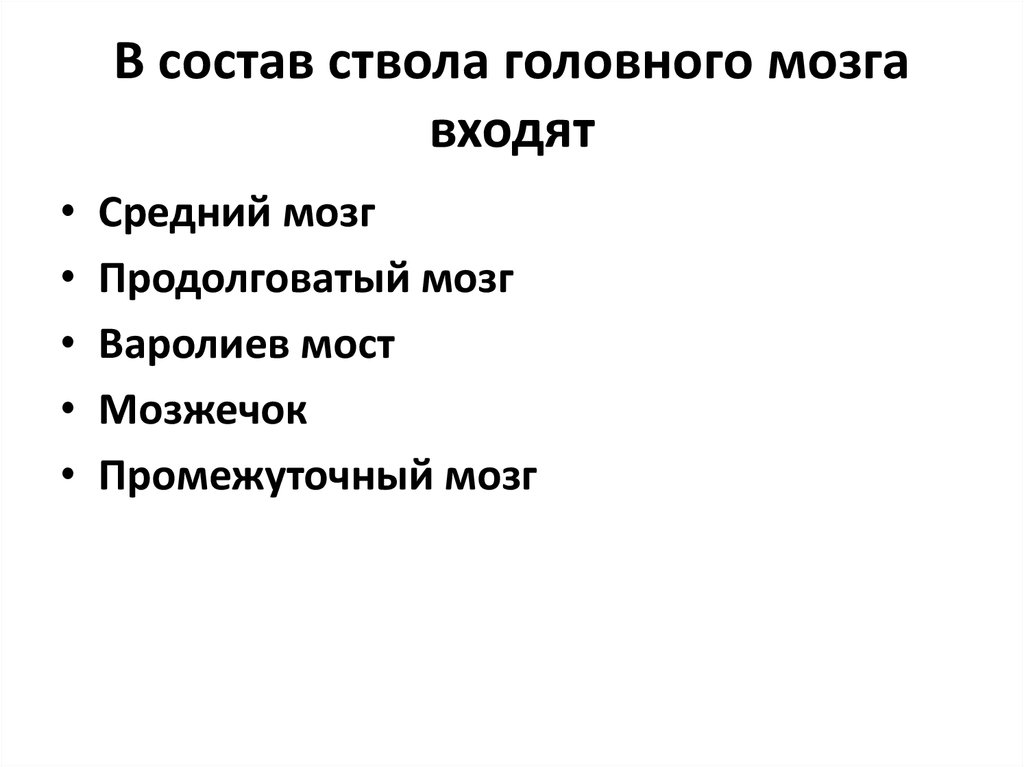 В состав ствола мозга не входит. В состав ствола мозга входят