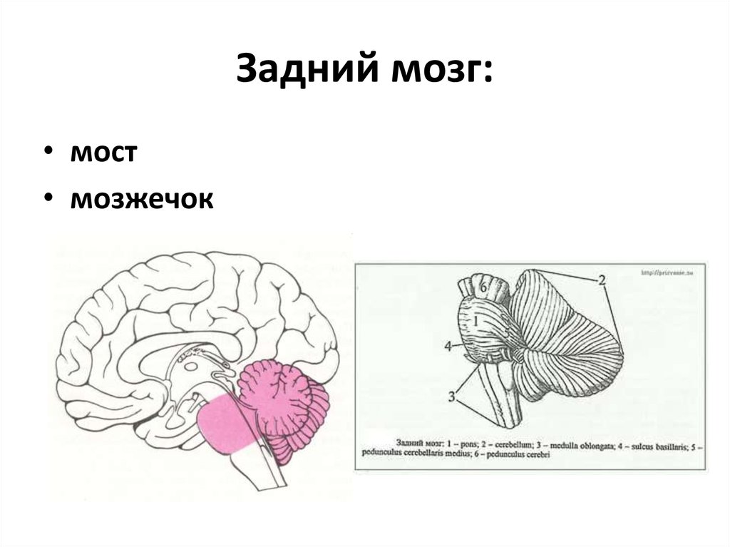 Функции заднего отдела мозга. Задний мозг мост и мозжечок строение и функции. Задний мозг мост анатомия. Задний мозг строение анатомия. Задний мозг мозжечок строение.