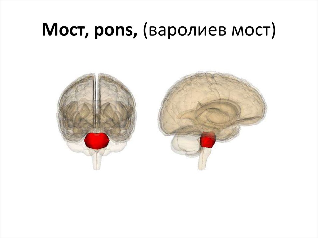 Мост в мозгах. Таламус варолиев мост. Рисунок варолиева моста. Pons анатомия. Pons мозг.