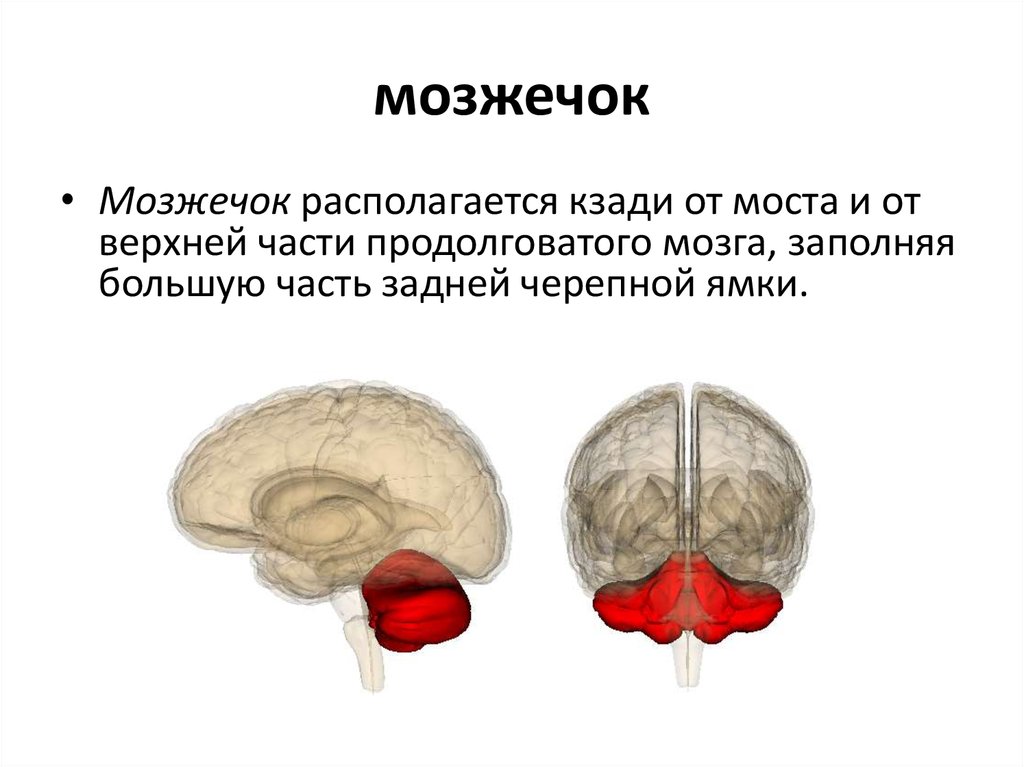 Где находится мозжечок рисунок