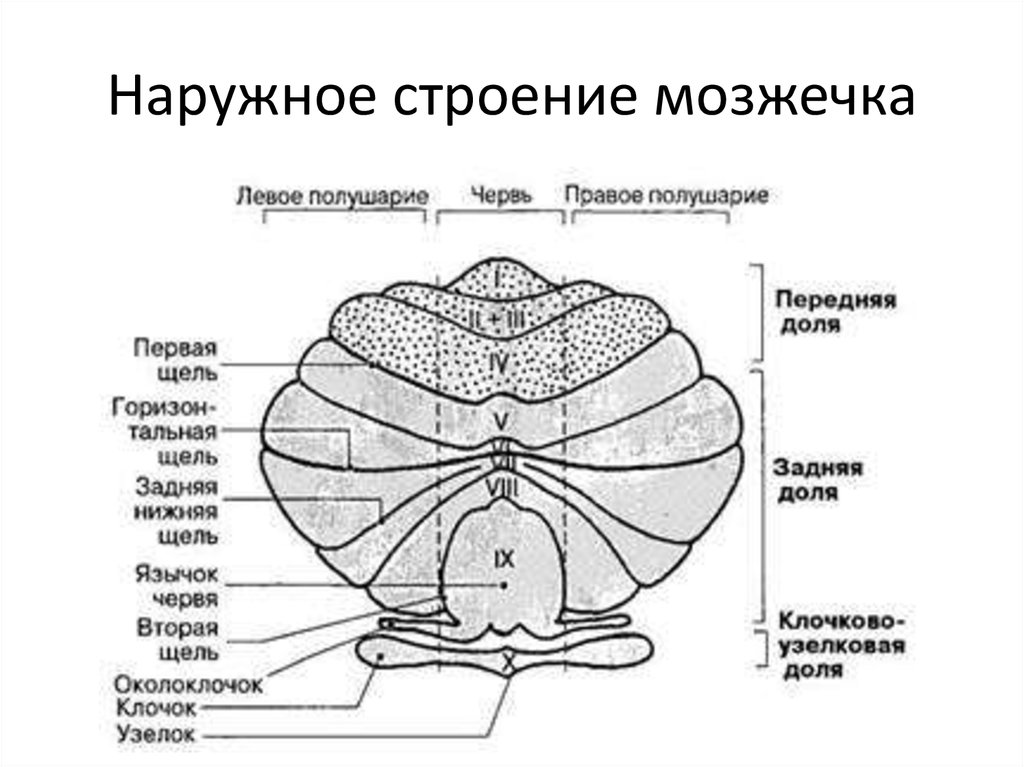 Строение мозжечка. Доли мозжечка анатомия. Мозжечок ядра мозжечка анатомия. Мозжечок анатомия внешнее строение. Наружное строение мозжечка.