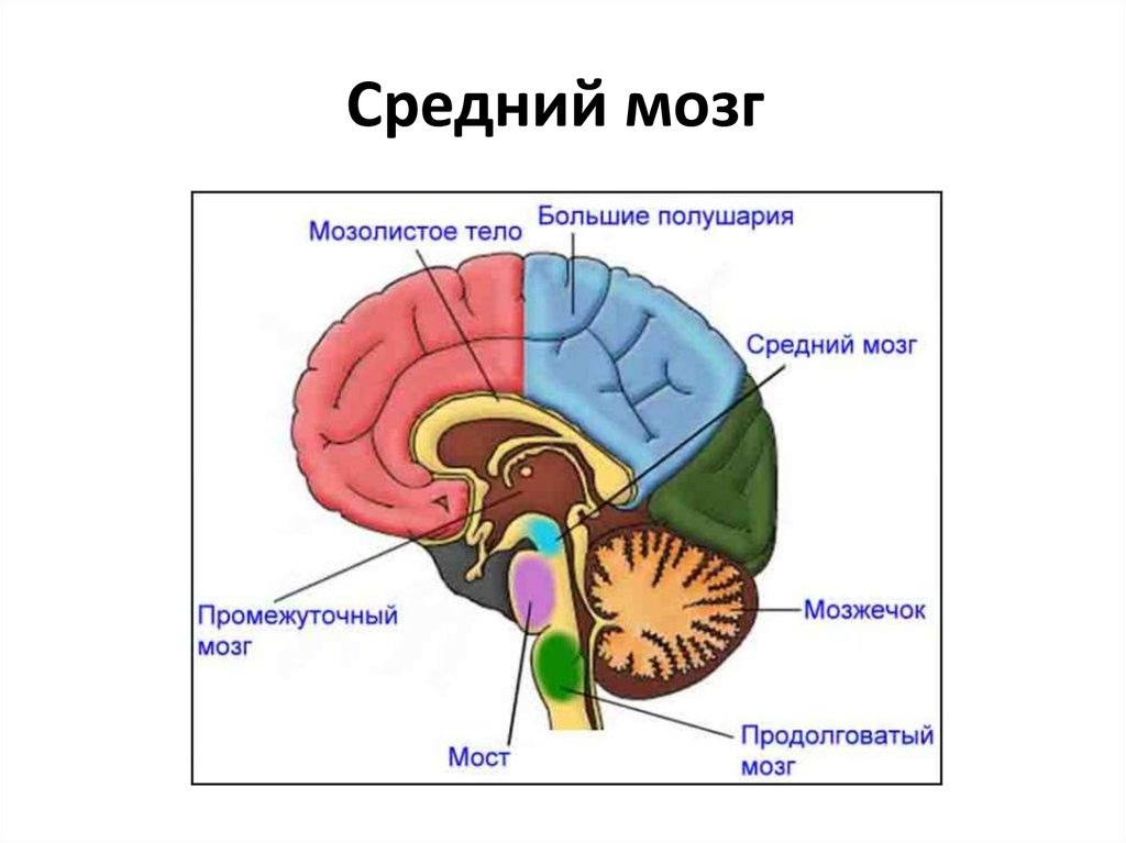Средний мозг 
