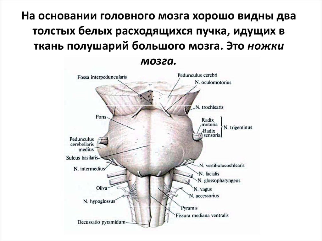 Ноги мозг голова. Ствол мозга строение вид спереди. Ствол мозга строение DBL cgthtlb. Продолговатый мозг вид спереди. Продолговатый мозг строение спереди.
