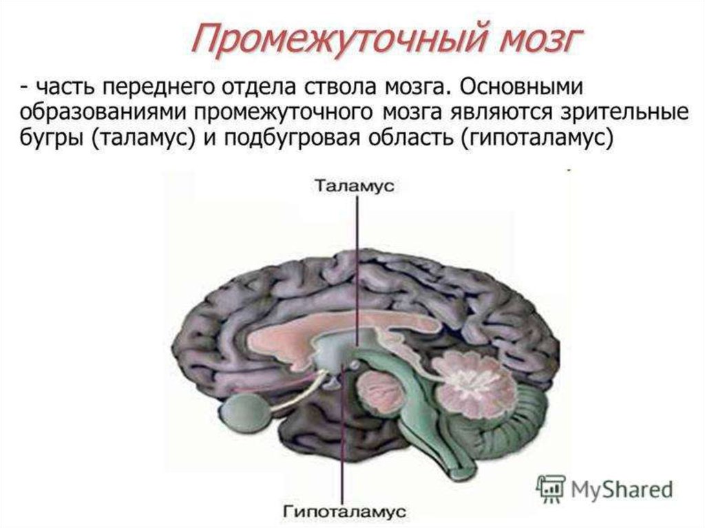 Передний мозг. Анатомия и физиология промежуточного мозга. Анатомические образования промежуточного мозга. Подбугровая область промежуточного мозга. Промежуточный мозг часть переднего мозга.