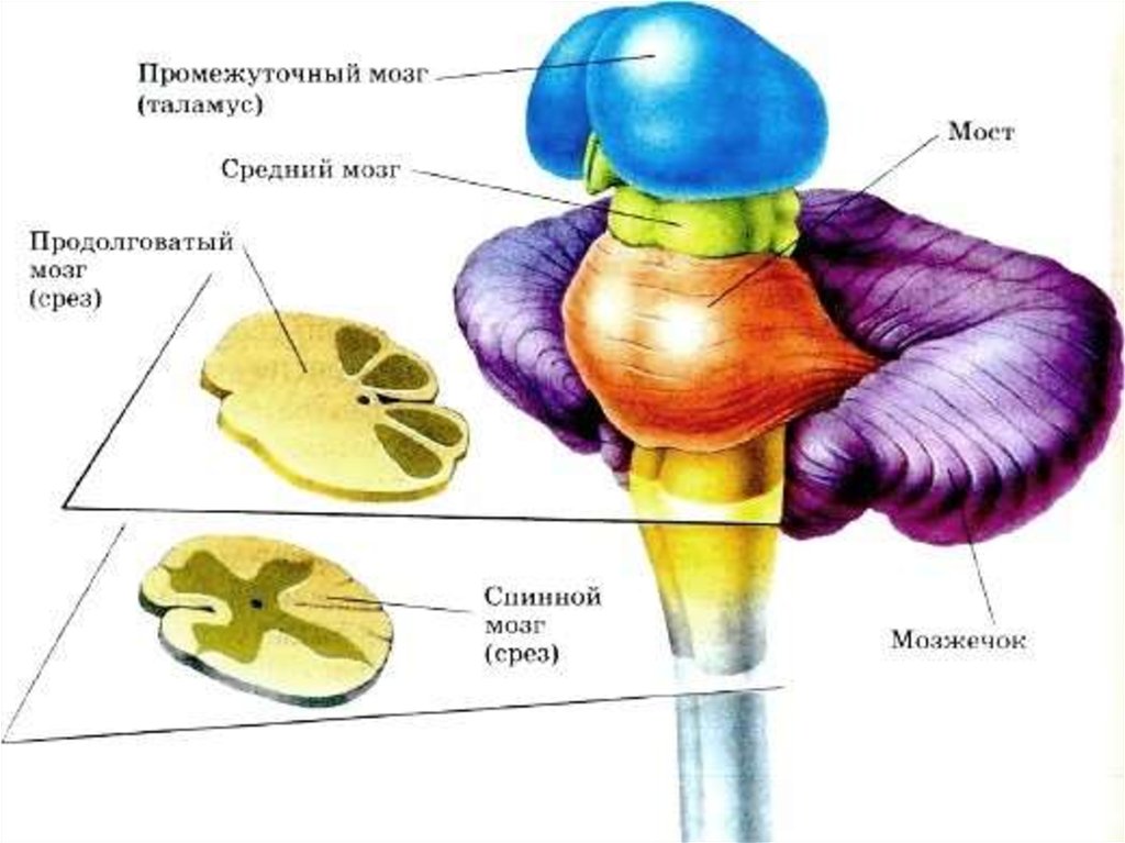 Общий план строения промежуточного мозга