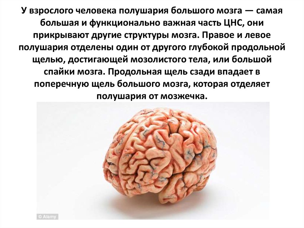 У взрослого человека полушария большого мозга — самая большая и функционально важная часть ЦНС, они прикрывают другие структуры