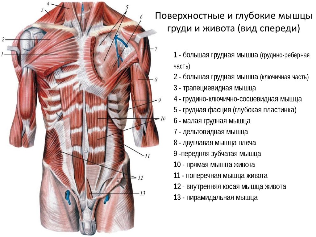 Внутренняя часть живота. Строение мышц туловища спереди. Поверхностные мышцы грудной клетки анатомия. Поверхностные мышцы туловища спереди. Мышцы туловища анатомия вид спереди.