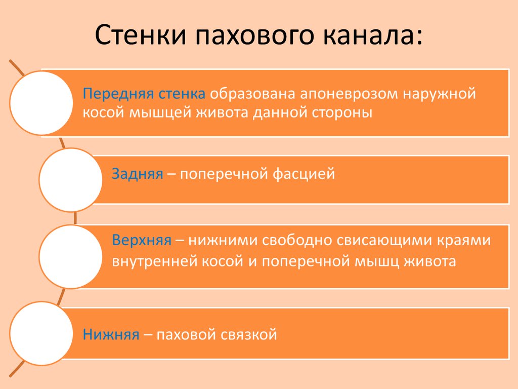 Паховые стенки. Стенки пахового канала образуют. Паховый канал стенки содержимое. Стенки паховоготканала.