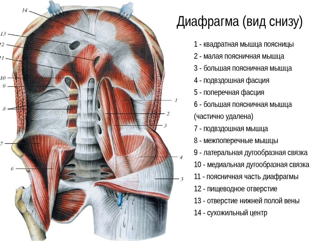 Отвечает снизу. Диафрагма человека анатомия расположение. Диафрагма вид снизу анатомия. Диафрагма анатомия человека мышцы. Поясничная реберная грудинная часть диафрагмы.