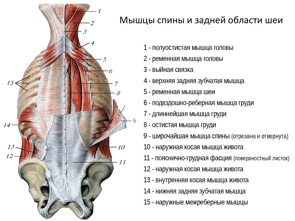 Трапециевидная мышца шеи фото