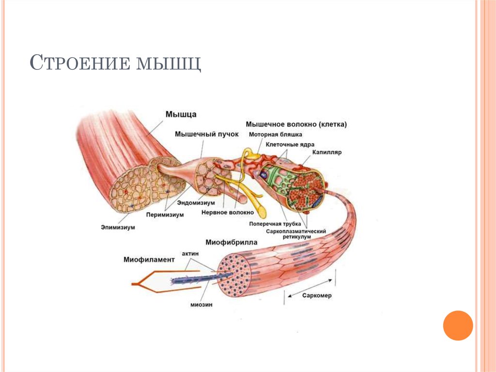 Схема строения мышечного волокна