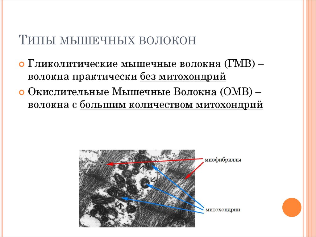 Окислительный процесс в мышцах. Типы мышечных волокон. Окислительные и гликолитические мышечные волокна. Окислительные мышечные волокна. Виды мышечных волокон гликолитические.