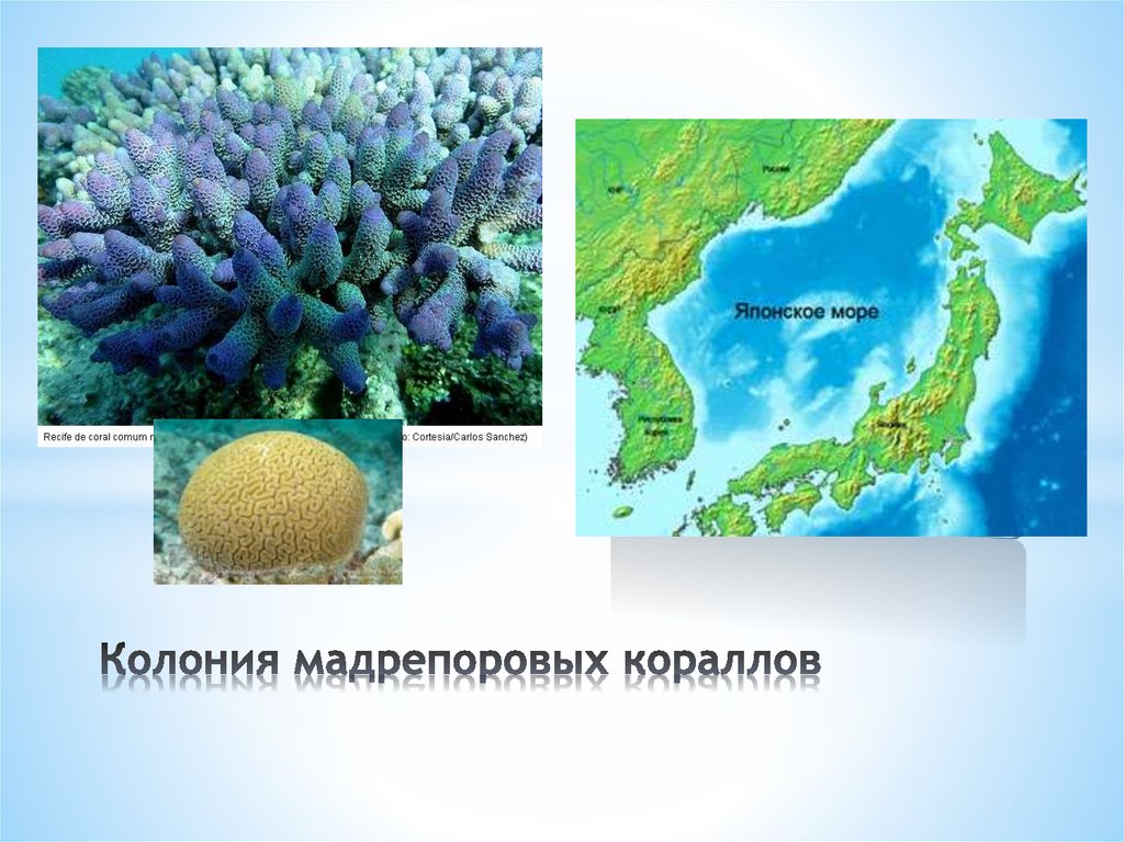 Колония мадрепоровых кораллов