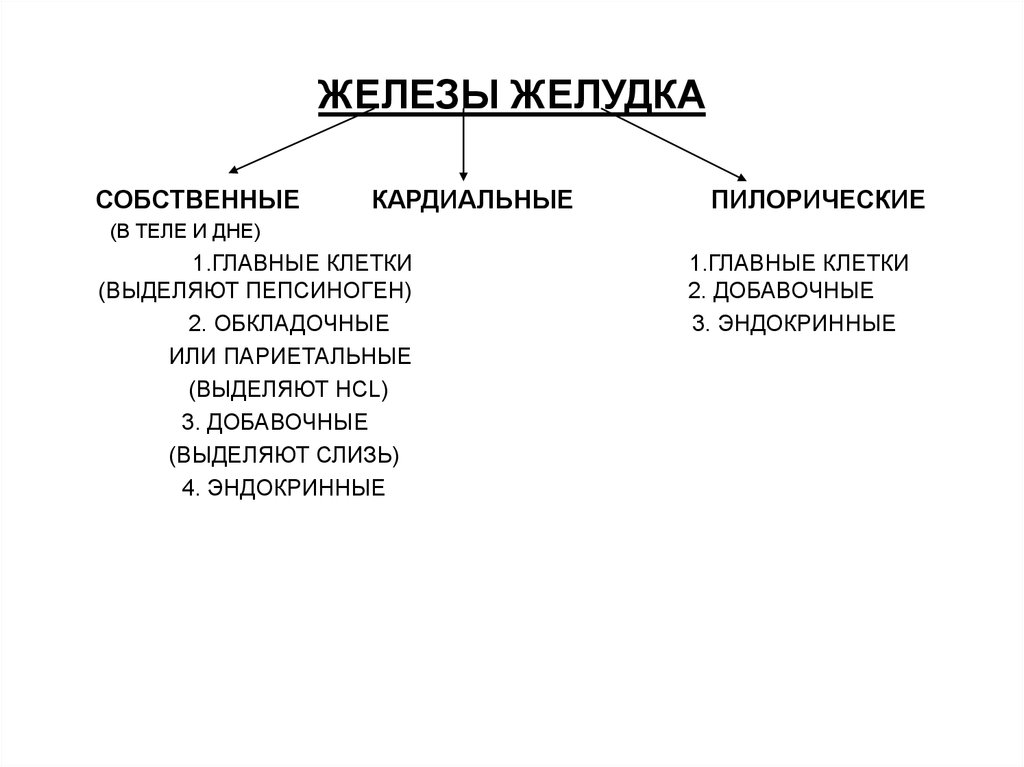 Желудок железа. Железы желудка строение и функции. Классификация желез желудка. Клетки железы желудка и их функции. Железы желудка типы клеток функции клеток.