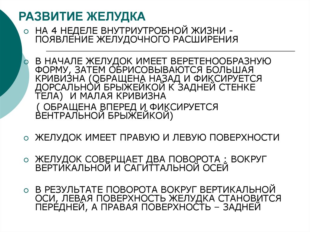 Развитие желудка. Источник развития желудка. Эмбриональные источники развития желудка.