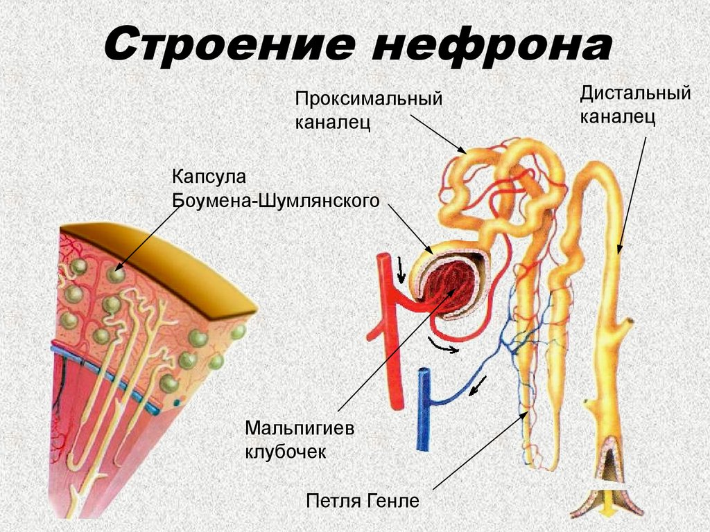 Собирательные трубочки пирамид. Строение нефрона почки анатомия. Структура каналец нефрона это. Строение почки капсула нефрона. Строение нефрона почки человека.