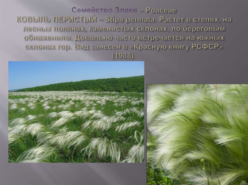 Cемейство Злаки – Poaceae КОВЫЛЬ ПЕРИСТЫЙ – Stipa pennata. Растет в степях, на лесных полянах, каменистых склонах, по береговым