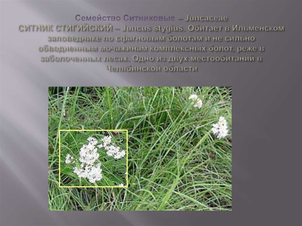 Семейство Ситниковые – Juncaceae СИТНИК СТИГИЙСКИЙ – Juncus stygius. Обитает в Ильменском заповеднике по сфагновым болотам и не