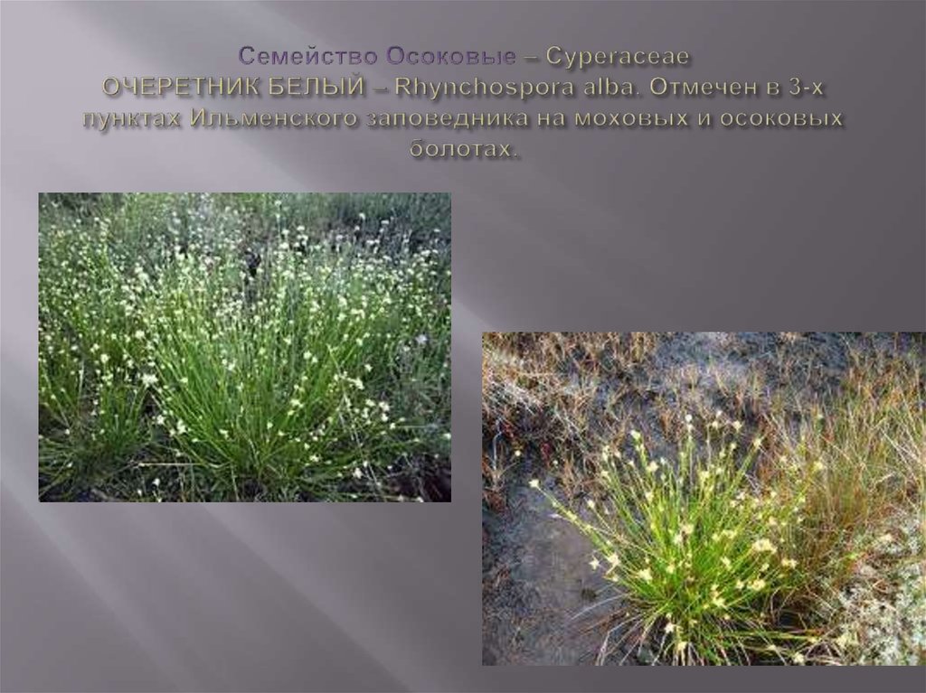 Семейство Осоковые – Cyperaceae ОЧЕРЕТНИК БЕЛЫЙ – Rhynchospora alba. Отмечен в 3-х пунктах Ильменского заповедника на моховых и