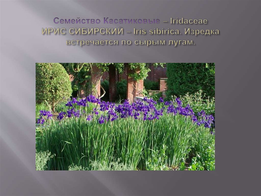 Семейство Касатиковые – Iridaceae ИРИС СИБИРСКИЙ – Iris sibirica. Изредка встречается по сырым лугам.