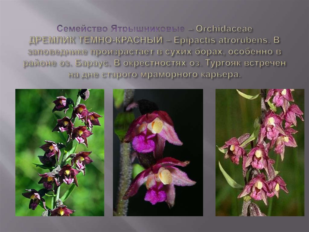 Семейство Ятрышниковые – Orchidaceae ДРЕМЛИК ТЕМНО-КРАСНЫЙ – Epipactis atrorubens. В заповеднике произрастает в сухих борах,