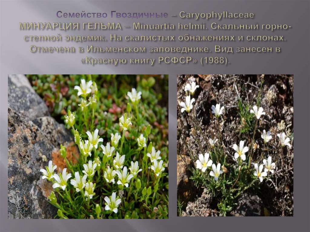 Семейство Гвоздичные – Caryophyllaceae МИНУАРЦИЯ ГЕЛЬМА – Minuartia helmii. Скальный горно-степной эндемик. На скалистых