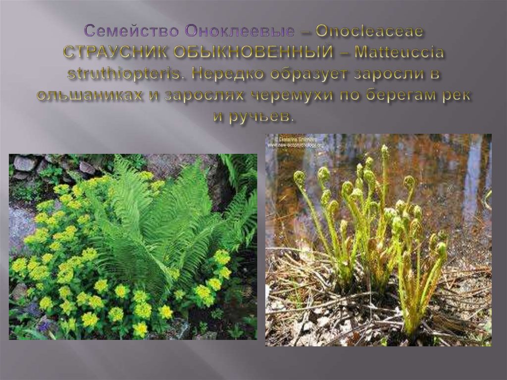 Семейство Оноклеевые – Onocleaceae СТРАУСНИК ОБЫКНОВЕННЫЙ – Matteuccia struthiopteris. Нередко образует заросли в ольшаниках и