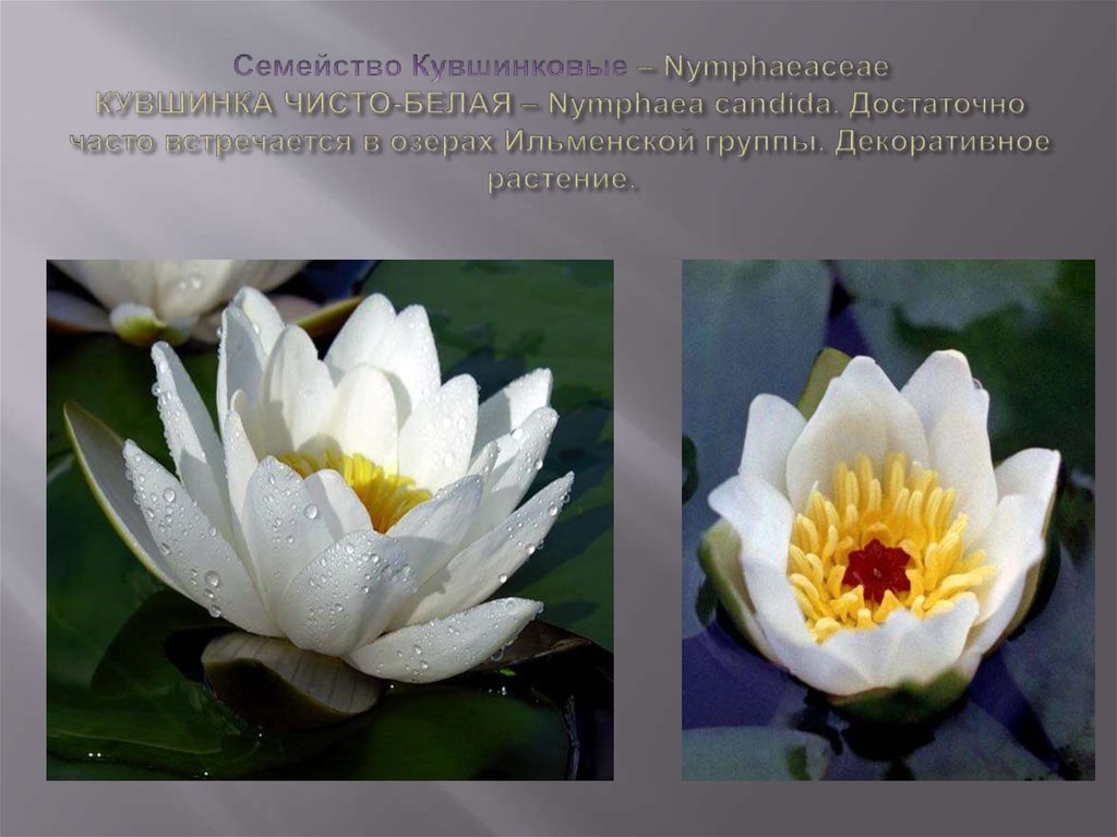 Cемейство Кувшинковые – Nymphaeaceae КУВШИНКА ЧИСТО-БЕЛАЯ – Nymphaea candida. Достаточно часто встречается в озерах Ильменской